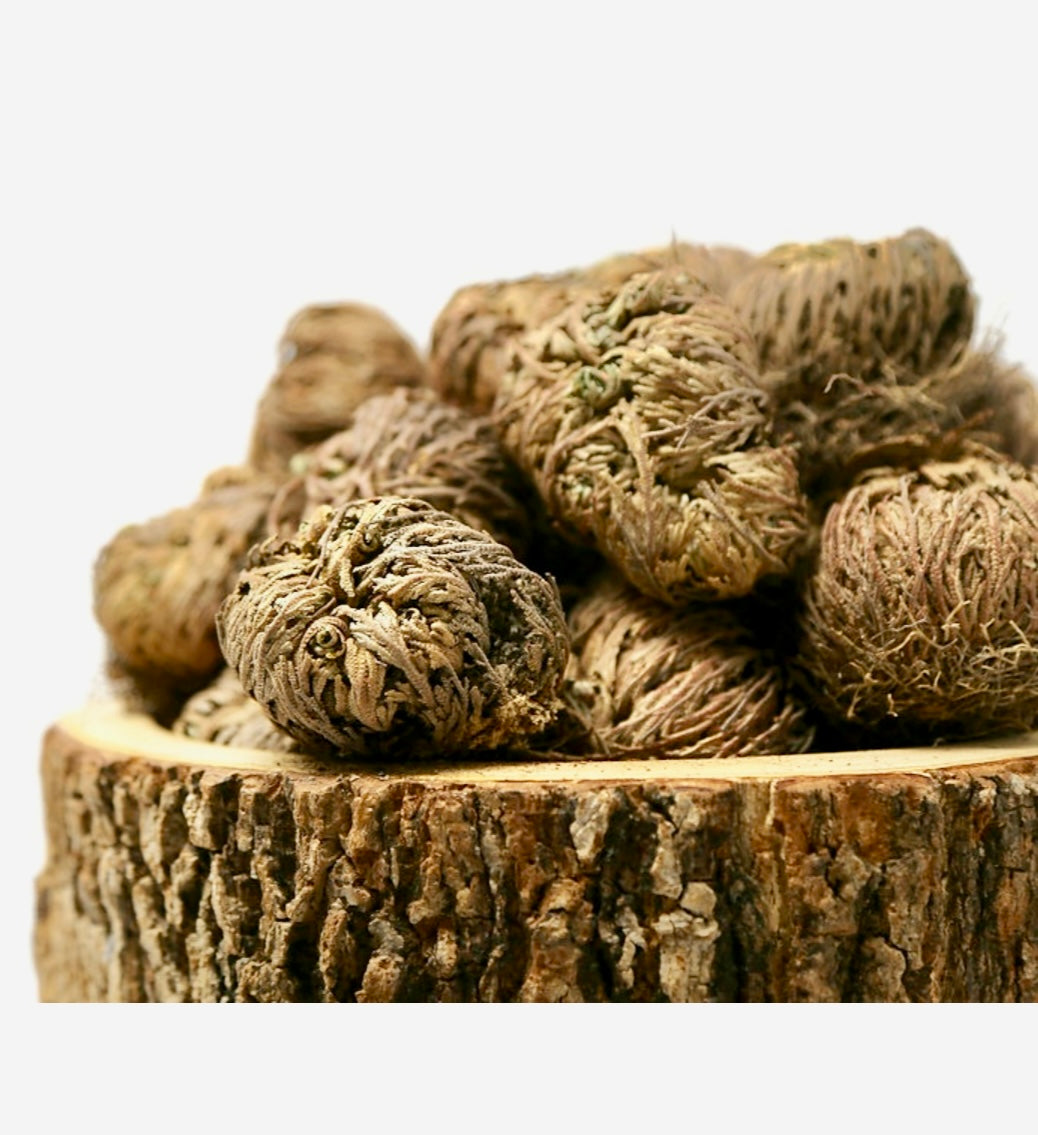 Rose of Jericho (Resurrection Plant)