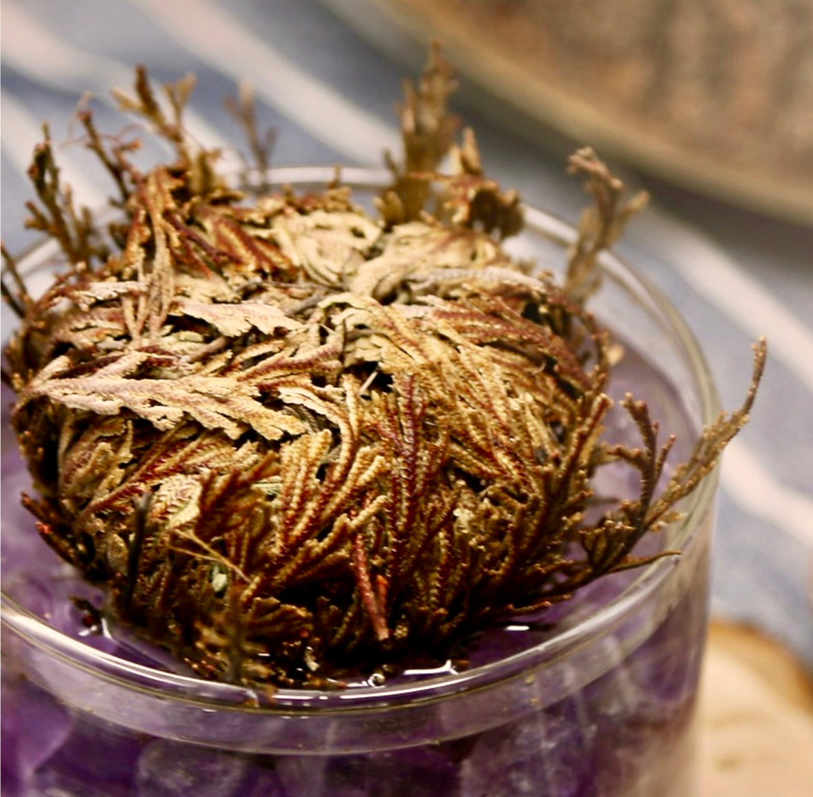 Rose of Jericho (Resurrection Plant)