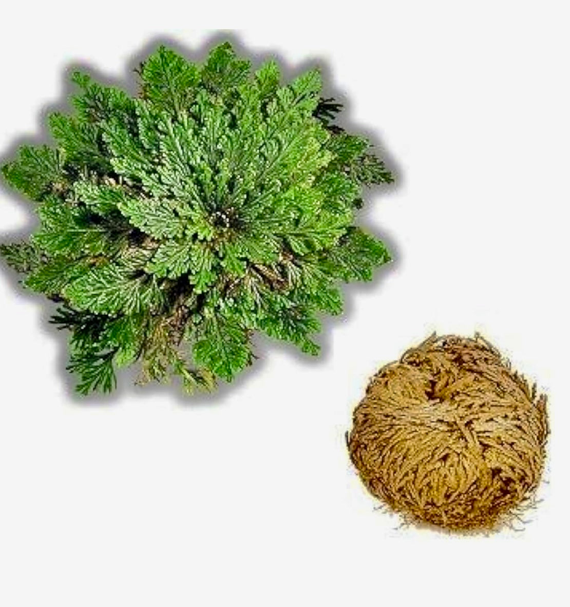 Rose of Jericho (Resurrection Plant)