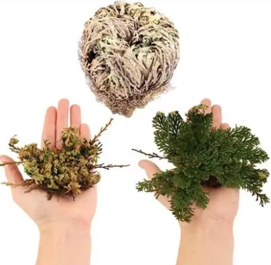 Rose of Jericho (Resurrection Plant)