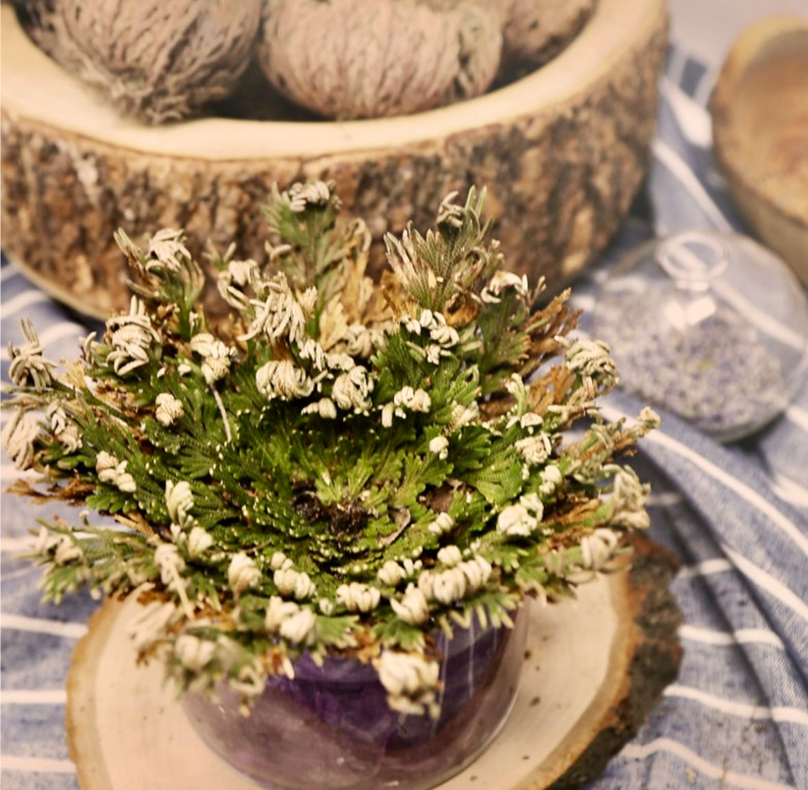 Rose of Jericho (Resurrection Plant)